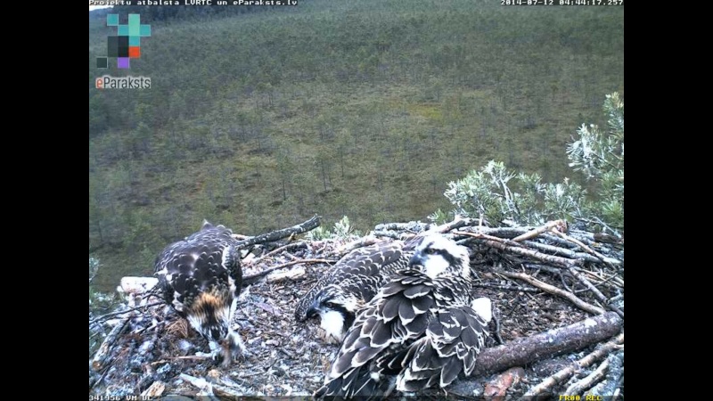 Latvian Osprey Nest ~ 2014 ~ P&#275;rkons & Lauma - Page 17 R009410