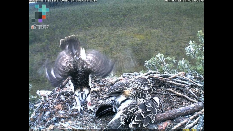 Latvian Osprey Nest ~ 2014 ~ P&#275;rkons & Lauma - Page 17 R009510