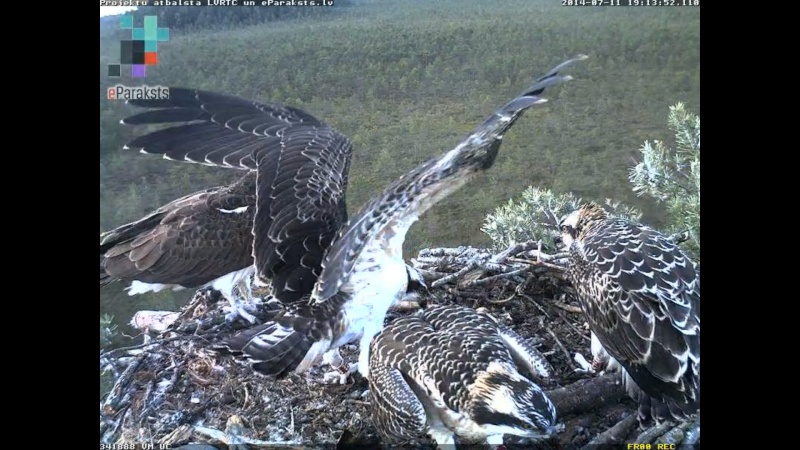 Latvian Osprey Nest ~ 2014 ~ P&#275;rkons & Lauma - Page 16 R10710