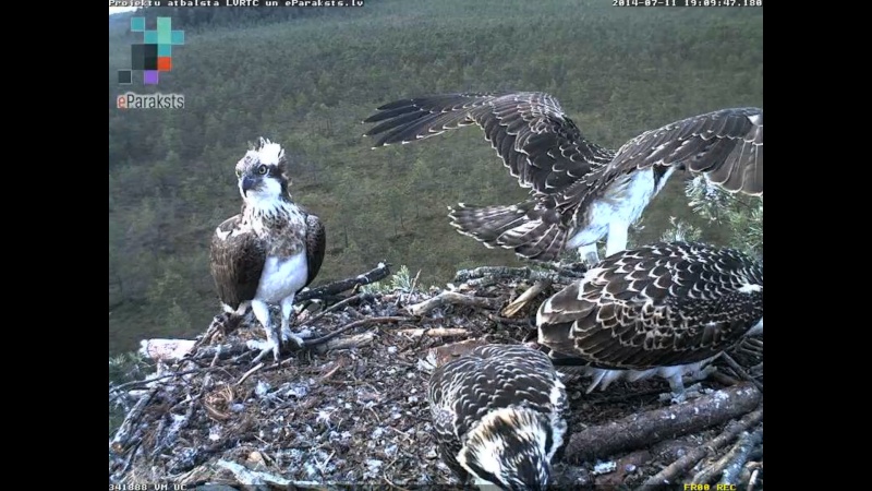 Latvian Osprey Nest ~ 2014 ~ P&#275;rkons & Lauma - Page 15 R11110