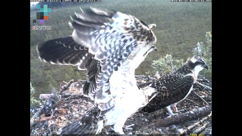 Latvian Osprey Nest ~ 2014 ~ P&#275;rkons & Lauma - Page 14 R121310