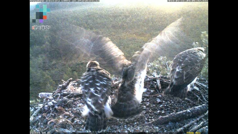 Latvian Osprey Nest ~ 2014 ~ P&#275;rkons & Lauma - Page 13 R123010