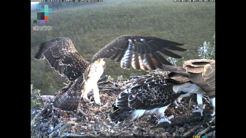 Latvian Osprey Nest ~ 2014 ~ P&#275;rkons & Lauma - Page 11 R1233010