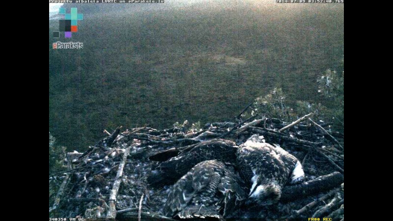 Latvian Osprey Nest ~ 2014 ~ P&#275;rkons & Lauma - Page 7 R1234110