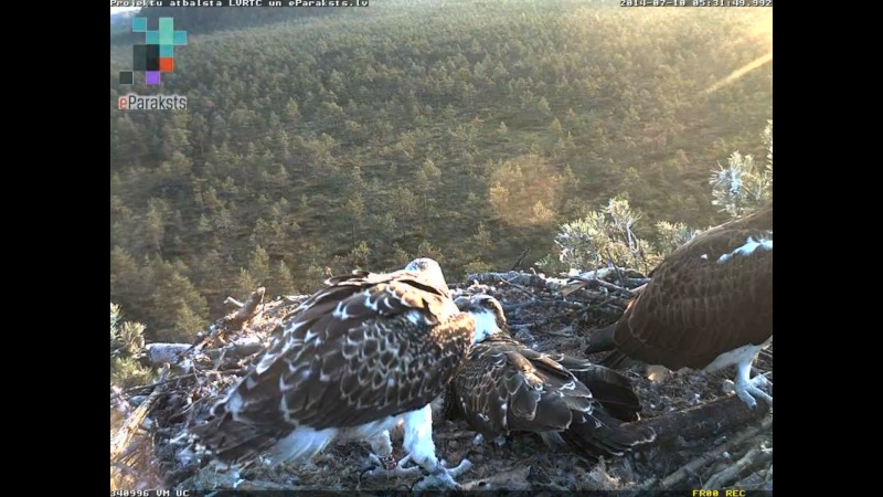 Latvian Osprey Nest ~ 2014 ~ P&#275;rkons & Lauma - Page 10 R1234130