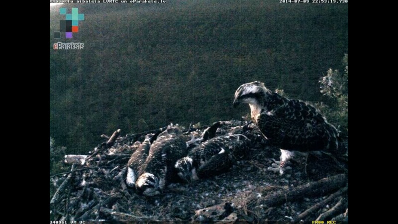 Latvian Osprey Nest ~ 2014 ~ P&#275;rkons & Lauma - Page 9 R1234215