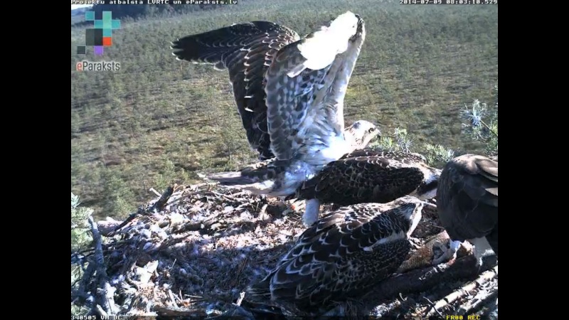 Latvian Osprey Nest ~ 2014 ~ P&#275;rkons & Lauma - Page 8 R1234411