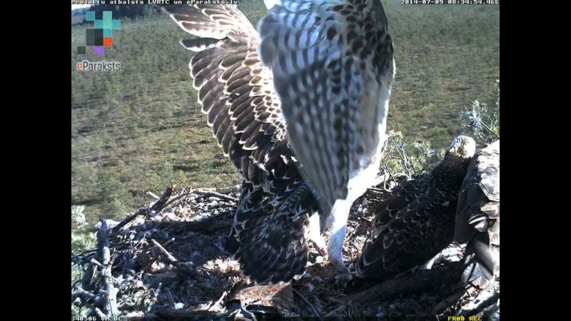 Latvian Osprey Nest ~ 2014 ~ P&#275;rkons & Lauma - Page 8 R1234412