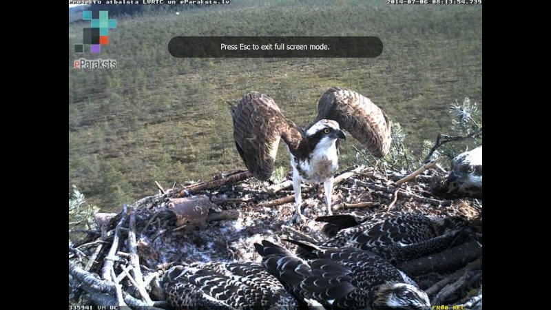 Latvian Osprey Nest ~ 2014 ~ P&#275;rkons & Lauma - Page 3 R1234514