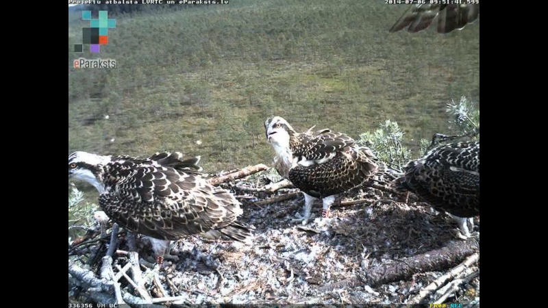 Latvian Osprey Nest ~ 2014 ~ P&#275;rkons & Lauma - Page 3 R1234525