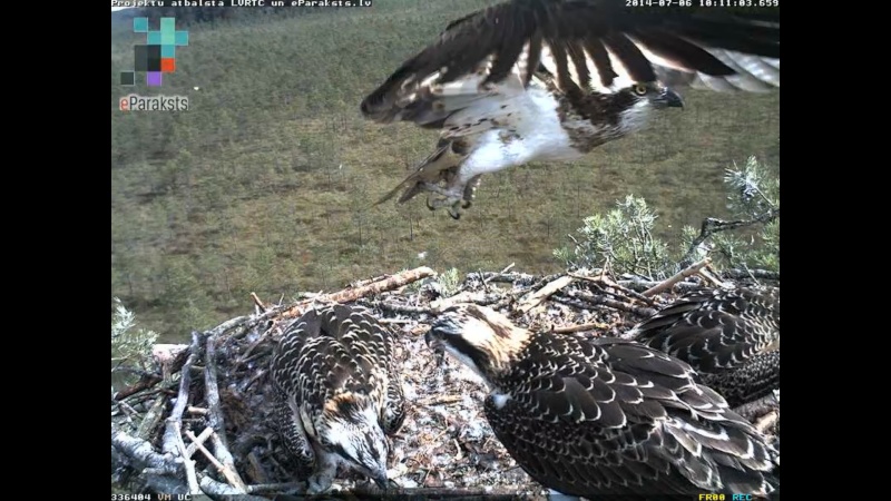 Latvian Osprey Nest ~ 2014 ~ P&#275;rkons & Lauma - Page 3 R1234528