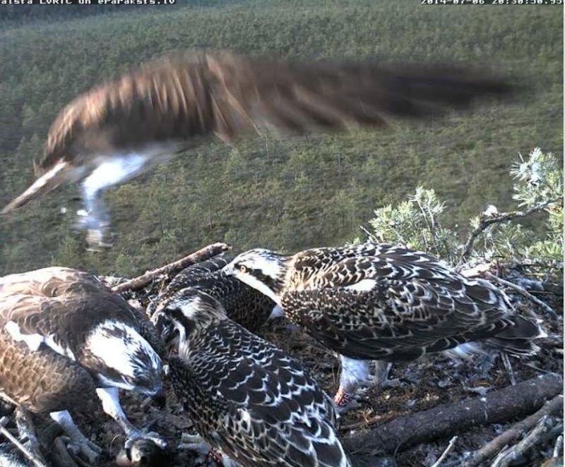 Latvian Osprey Nest ~ 2014 ~ P&#275;rkons & Lauma - Page 4 R1234543