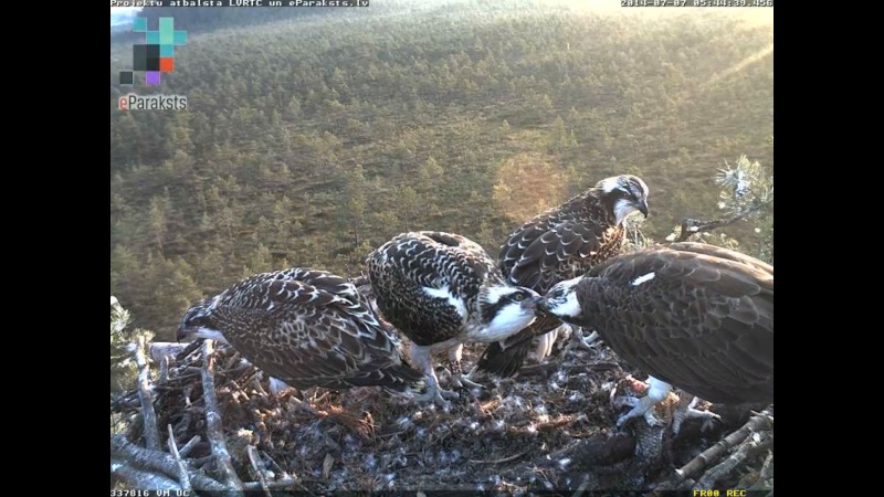 Latvian Osprey Nest ~ 2014 ~ P&#275;rkons & Lauma - Page 5 R1234562