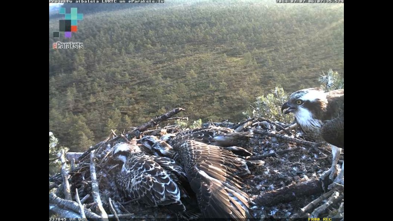 Latvian Osprey Nest ~ 2014 ~ P&#275;rkons & Lauma - Page 5 R1234566