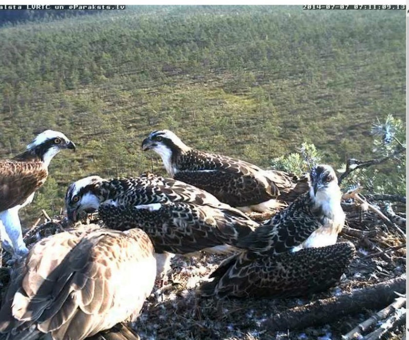 Latvian Osprey Nest ~ 2014 ~ P&#275;rkons & Lauma - Page 5 R1234570