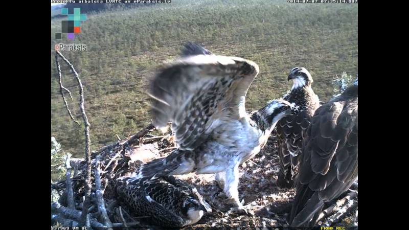 Latvian Osprey Nest ~ 2014 ~ P&#275;rkons & Lauma - Page 6 R1234571