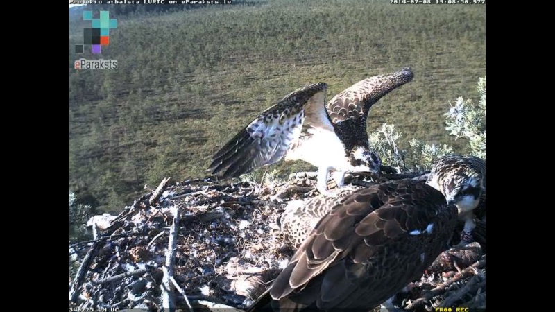 Latvian Osprey Nest ~ 2014 ~ P&#275;rkons & Lauma - Page 7 R1234598