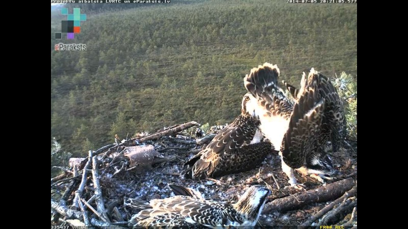 Latvian Osprey Nest ~ 2014 ~ P&#275;rkons & Lauma S001410