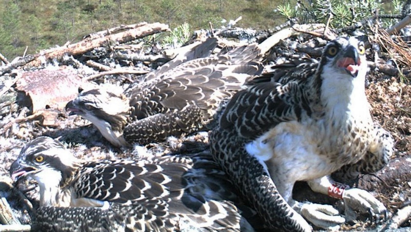 Latvian Osprey Nest ~ 2014 ~ P&#275;rkons & Lauma S002410