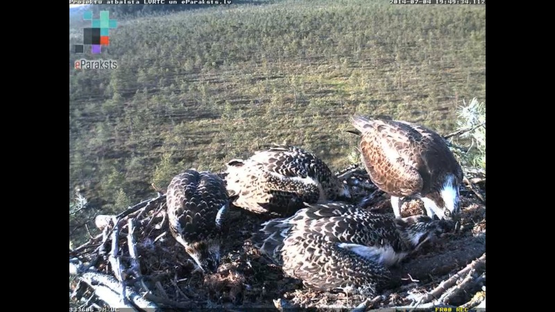 Latvian Osprey Nest ~ 2014 ~ P&#275;rkons & Lauma - Page 39 S004710