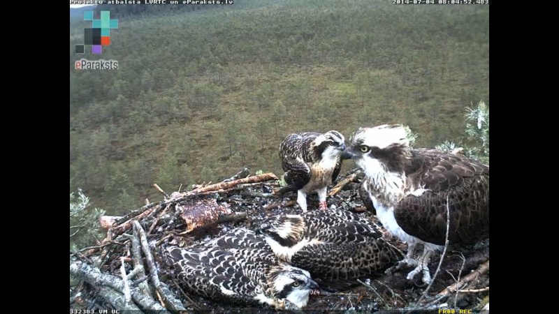 Latvian Osprey Nest ~ 2014 ~ P&#275;rkons & Lauma - Page 37 S006810