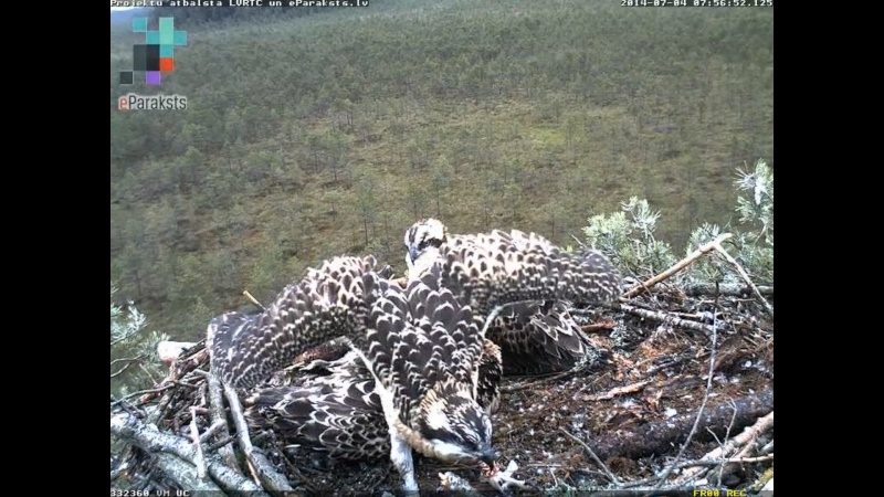 Latvian Osprey Nest ~ 2014 ~ P&#275;rkons & Lauma - Page 37 S007110