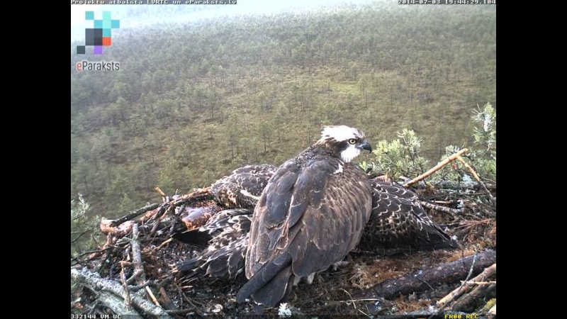 Latvian Osprey Nest ~ 2014 ~ P&#275;rkons & Lauma - Page 37 S008410