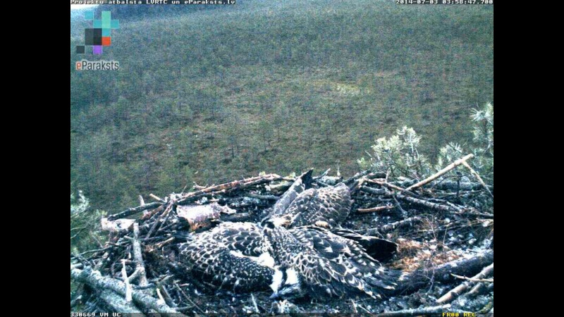 Latvian Osprey Nest ~ 2014 ~ P&#275;rkons & Lauma - Page 34 S120110