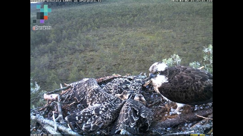 Latvian Osprey Nest ~ 2014 ~ P&#275;rkons & Lauma - Page 34 S120510