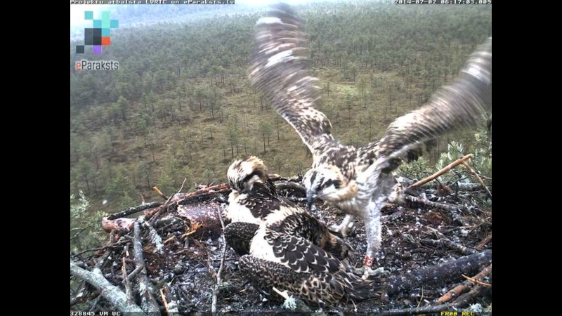 Latvian Osprey Nest ~ 2014 ~ P&#275;rkons & Lauma - Page 33 S122110