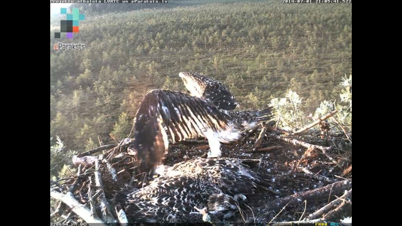 Latvian Osprey Nest ~ 2014 ~ P&#275;rkons & Lauma - Page 32 S1231510