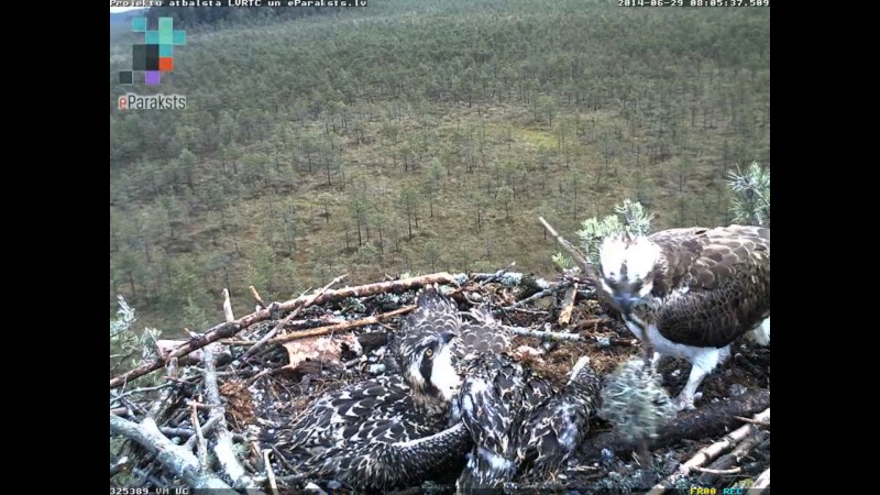 Latvian Osprey Nest ~ 2014 ~ P&#275;rkons & Lauma - Page 27 S1234117