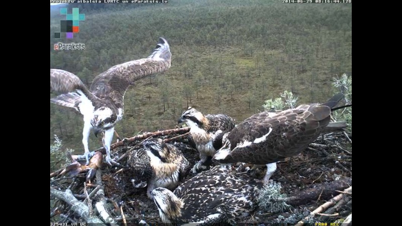 Latvian Osprey Nest ~ 2014 ~ P&#275;rkons & Lauma - Page 27 S1234121