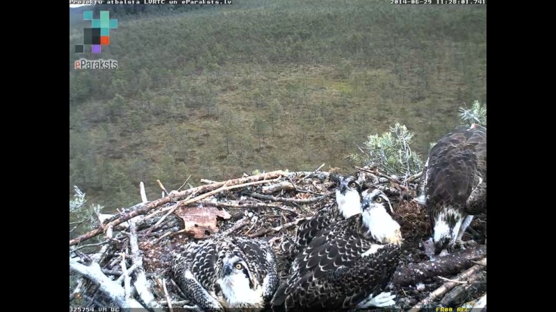 Latvian Osprey Nest ~ 2014 ~ P&#275;rkons & Lauma - Page 28 S1234135