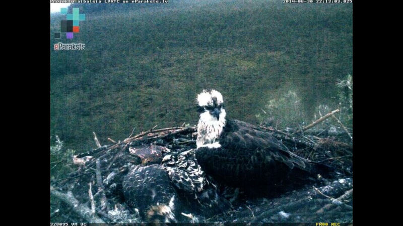 Latvian Osprey Nest ~ 2014 ~ P&#275;rkons & Lauma - Page 30 S1234144