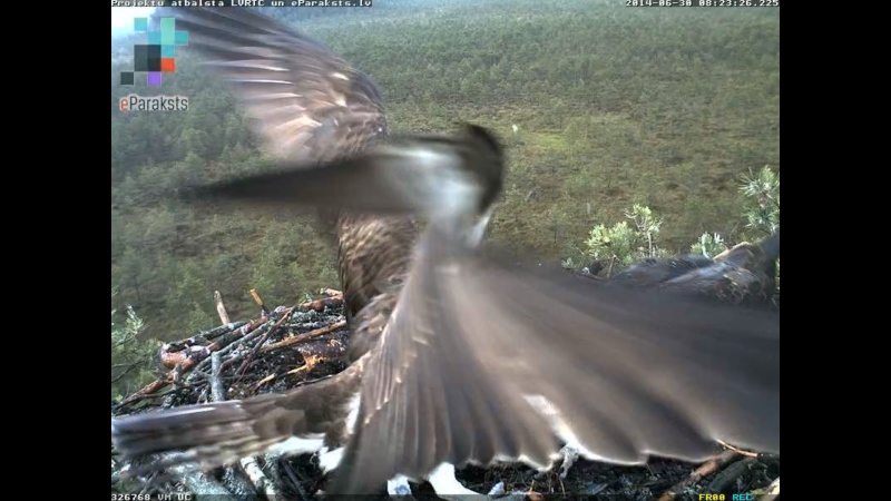 Latvian Osprey Nest ~ 2014 ~ P&#275;rkons & Lauma - Page 30 S1234211