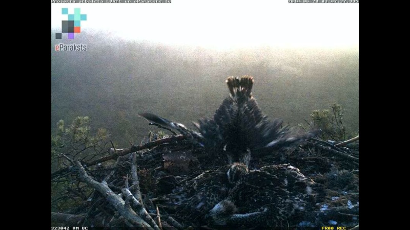 Latvian Osprey Nest ~ 2014 ~ P&#275;rkons & Lauma - Page 23 S1234526