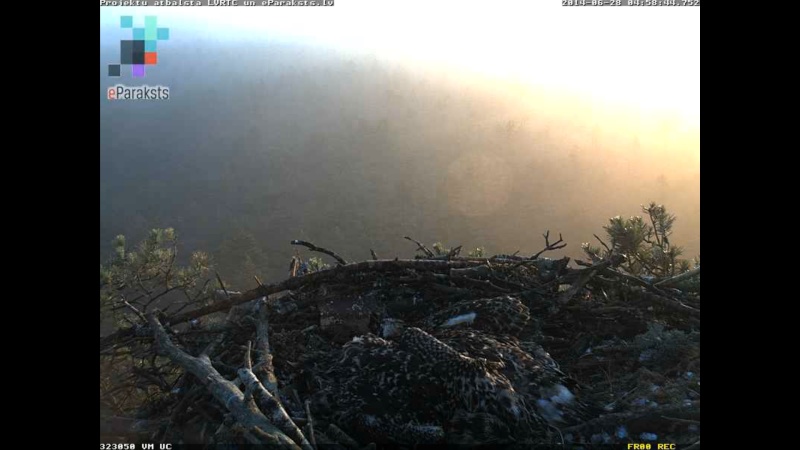 Latvian Osprey Nest ~ 2014 ~ P&#275;rkons & Lauma - Page 24 S1234530