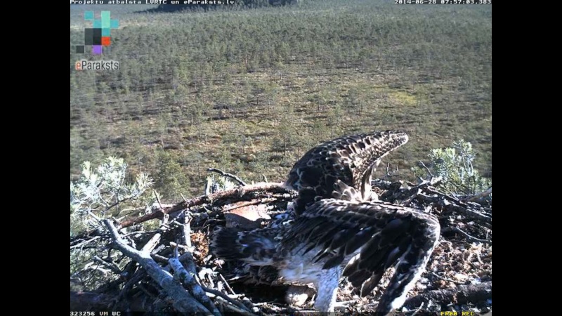 Latvian Osprey Nest ~ 2014 ~ P&#275;rkons & Lauma - Page 25 S1234558