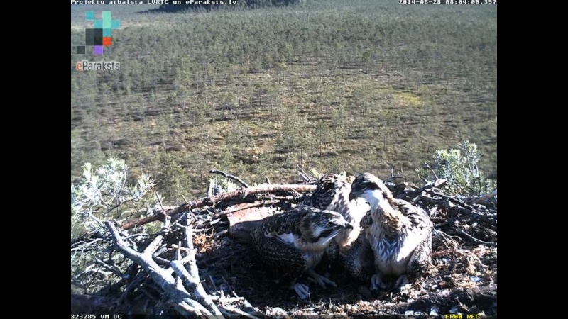 Latvian Osprey Nest ~ 2014 ~ P&#275;rkons & Lauma - Page 25 S1234559