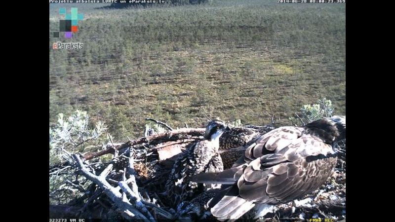 Latvian Osprey Nest ~ 2014 ~ P&#275;rkons & Lauma - Page 25 S1234560