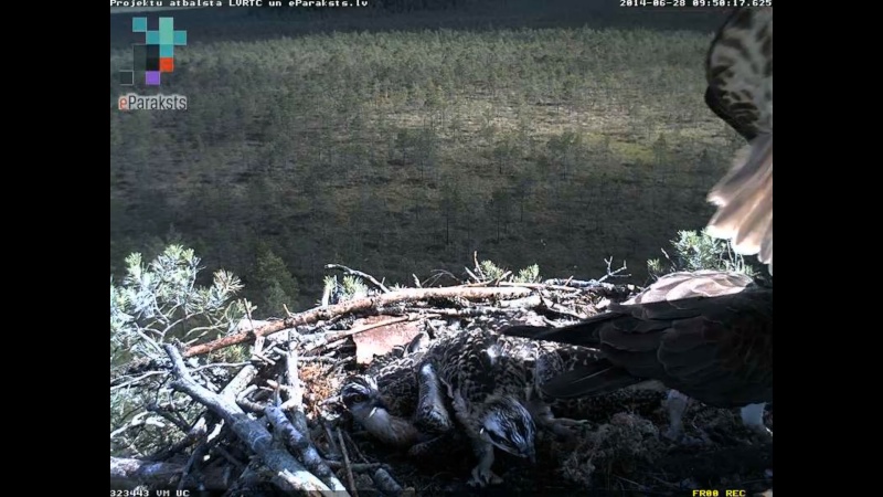 Latvian Osprey Nest ~ 2014 ~ P&#275;rkons & Lauma - Page 25 S1234570