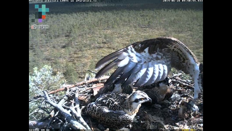 Latvian Osprey Nest ~ 2014 ~ P&#275;rkons & Lauma - Page 25 S1234571