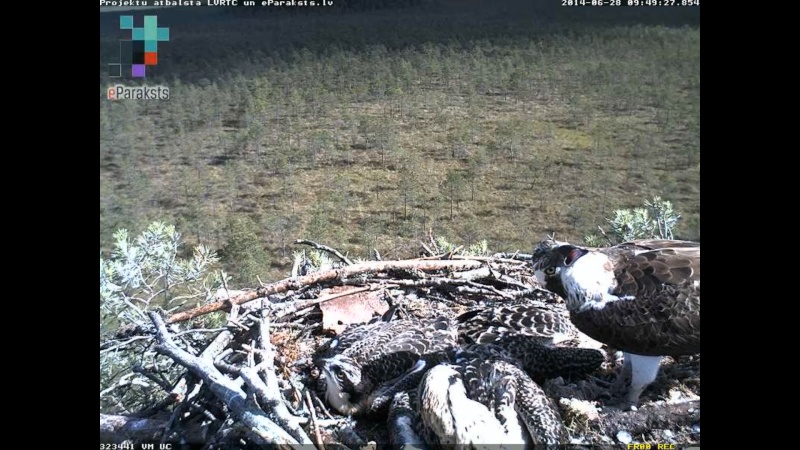 Latvian Osprey Nest ~ 2014 ~ P&#275;rkons & Lauma - Page 26 S1234577