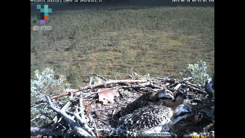 Latvian Osprey Nest ~ 2014 ~ P&#275;rkons & Lauma - Page 26 S1234579