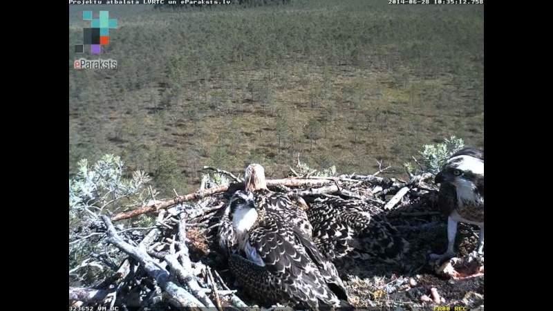 Latvian Osprey Nest ~ 2014 ~ P&#275;rkons & Lauma - Page 26 S1234582