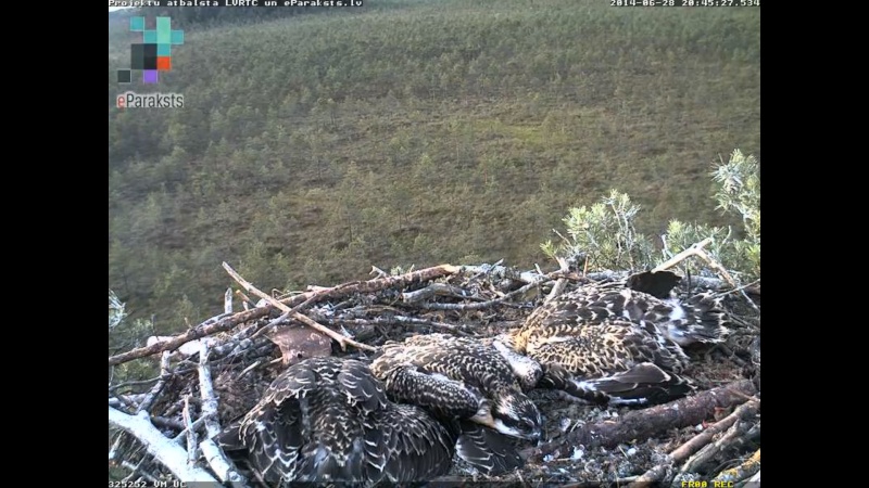 Latvian Osprey Nest ~ 2014 ~ P&#275;rkons & Lauma - Page 26 S1234585