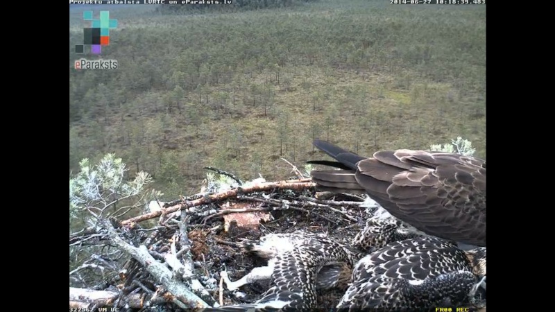 Latvian Osprey Nest ~ 2014 ~ P&#275;rkons & Lauma - Page 22 Ttttu10