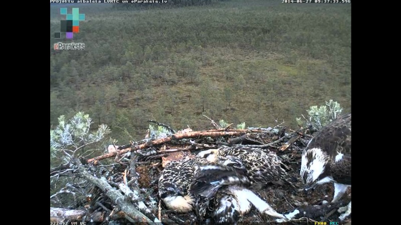 Latvian Osprey Nest ~ 2014 ~ P&#275;rkons & Lauma - Page 21 W121710