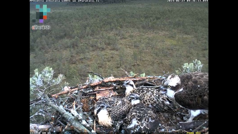 Latvian Osprey Nest ~ 2014 ~ P&#275;rkons & Lauma - Page 21 W121810